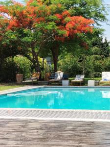 a swimming pool with a tree with red flowers at Sunbirds Chobe Hotel in Kasane