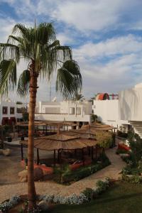 Sharm Inn Amarein - Boutique Hotel في شرم الشيخ: جلسة نخلة بجانب مبنى فيه خيمة