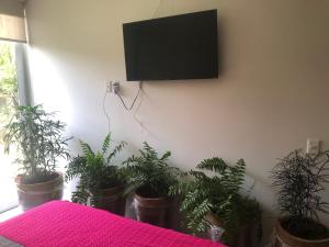 a room with potted plants and a tv on a wall at Departamento exclusivo de lujo jardín y terraza gh3 in Guadalajara
