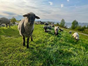 een kudde schapen die grazen in een grasveld bij Muggelhuus das Ferienhaus im Alten Land / Pflaumenbaum in Twielenfleth
