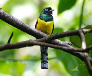 托爾圖格羅的住宿－La Casona Eco-Lodge Tortuguero，树枝上栖息着的黄色和绿色的鸟