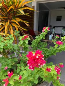 un groupe de fleurs roses dans un jardin dans l'établissement Le Tropical appartement 1 ou 2 chambres, à Les Anses-d'Arlet