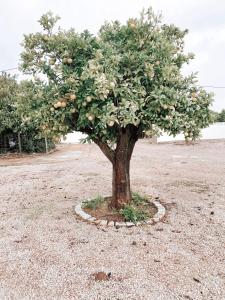 ファロにあるCasa Xarém - Vinhas de Nexeの畑の中のリンゴの木