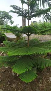 una gran planta verde en un jardín en Un Lugar para soñar en La Maná