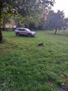 um gato andando na grama ao lado de um carro em Viata Naturala Green Life em Gălăşeni