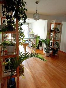 uma sala cheia de vasos de plantas em Cosy and full of plants apartment em Arequipa
