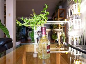 a bottle on a glass table with a plant in it at Cosy and full of plants apartment in Arequipa