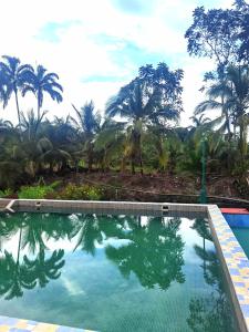 uma piscina com palmeiras ao fundo em Chocolate Village & pool em Jiménez