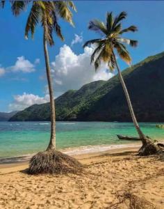 twee palmbomen op een strand met de oceaan bij Las Terrenas Villa- King Bed, Beaches & Dining in Las Terrenas