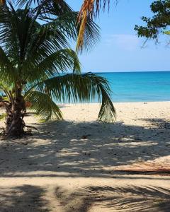 una palmera en una playa de arena con el océano en Aquatika Paraíso Tropical, en Loiza
