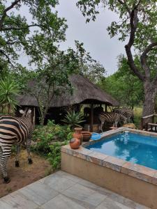 two zebras standing next to a swimming pool at Adventure Bush House II in Marloth Park