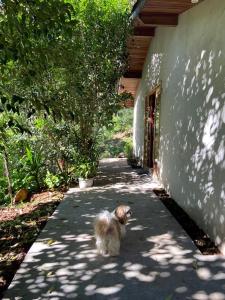 a small dog walking down a sidewalk next to a building at Quarto/suíte com lareira 