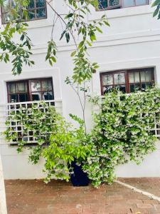 una planta en un jarrón frente a un edificio en Boord Guest House, en Stellenbosch