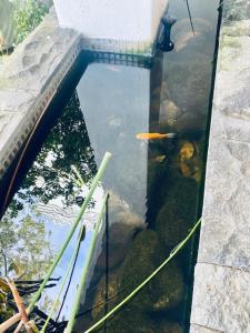 un charco de agua con un pez dentro en Boord Guest House, en Stellenbosch