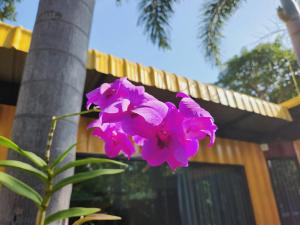 三百峰的住宿－Beach Box at Pran，围栏旁的粉红色花朵