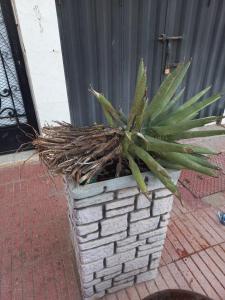 Eine Pflanze in einem Steintopf auf einem Bürgersteig in der Unterkunft Appartement 2 chambres hay hassani in Casablanca