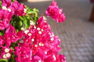 Jardín al aire libre en Clube Vilarosa
