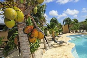 un montón de fruta en un árbol junto a una piscina en Bridanda boutique resort, en Kralendijk