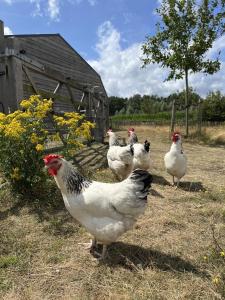 een groep kippen in een veld bij Hoeve den Akker - luxueuze vakantiewoningen met privétuinen nabij Brugge, Damme, Knokke, Sluis en Cadzand in Damme