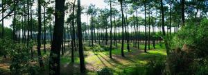 a forest with tall trees in a field at Le rivage in Biscarrosse-Plage