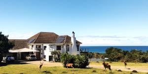 a group of animals standing in front of a house at Cove View B&B in East London