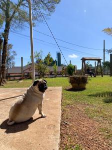 a pug dog sitting on a sidewalk in a park at Pousada Villa do Luar in Monte Verde
