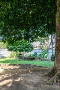 a tree in a park with a bench under it at Cabañas Los Almendros in Capurganá