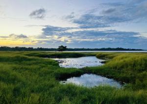 Foto dalla galleria di Grand Refuge wilpathu safari Home made foods Bikes Bicycles Tuk tuk Bird view Lake jogging a Anuradhapura