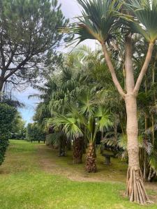 un groupe de palmiers dans un parc avec banc dans l'établissement Caboz Inn, à Horta