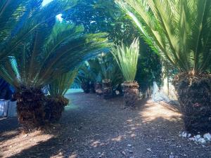 una fila di palme in un giardino di Caboz Inn a Horta