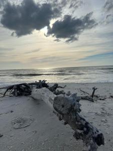 a piece of driftwood on a beach with the ocean at Naples Dream at WTC with Heated Pool SPA Sauna 7 bicycles and 3 mls to beach in Naples