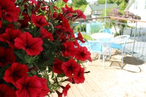 a bunch of red flowers on a deck at Embrace Hotel & Apartments in Pärnu