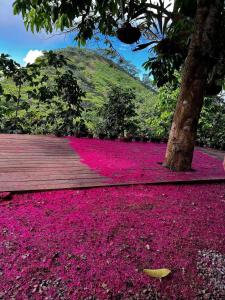 a boardwalk covered in pink flowers in front of a mountain at Milagros Glamping in Agustín Codazzi