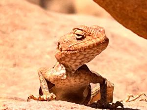 un lagarto sentado en la cima de una roca en Red Mountain Camp, en Wadi Rum