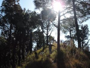 Eine Person, die einen Hügel hinaufgeht und die Sonne durch Bäume scheint in der Unterkunft The Manora Woods Resort - Private Hill Top, Gethiya, Nainital in Nainital