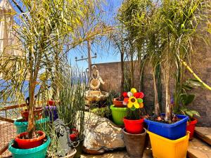 a group of potted plants in colorful pots at Pacificsunset Reñaca in Viña del Mar