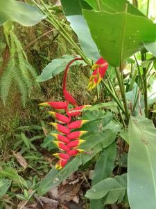 eine rote und gelbe Blume auf einer Pflanze in der Unterkunft Hotel Green Mountain in Turrialba