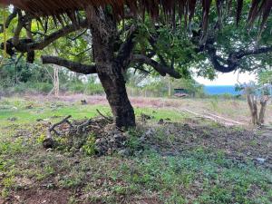 een boom in een veld met de oceaan op de achtergrond bij Jermaine quiet house in Lazi