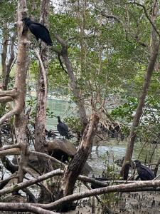 un gruppo di uccelli seduti sugli alberi vicino all'acqua di Casas No Saco do Céu a Saco do Ceu
