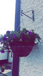 Zahrada ubytování Castle Lodge B&B Kilkenny