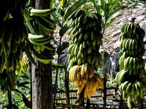 um monte de bananas penduradas numa árvore em Ditsowou Lodge & Tours em Bratsi