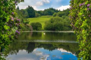 a view of a lake with a duck in it at Rossmore House in Monaghan
