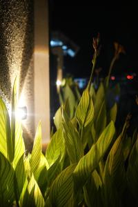 Villament Zinc Journey By The Fern, Karjat外面的花园