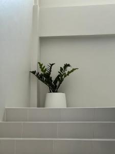 roślina doniczkowa siedząca na półce w łazience w obiekcie ศิริณเพลส w mieście Ubon Ratchathani