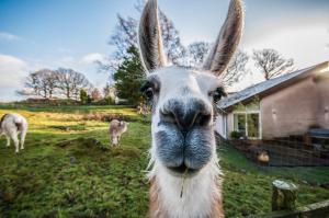 a close up of a llama with grass in its mouth at Gilpin Hotel & Lake House in Bowness-on-Windermere