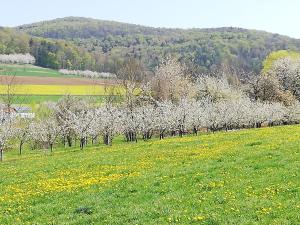 una fila de árboles en un campo con flores en Apfelbluete und Paradies, 