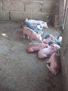a group of pigs laying on the ground at Pa' la Finca in Concepción de La Vega