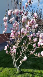 Ein Baum mit rosa Blumen auf dem Gras in der Unterkunft Ferienhaus Bauer in Zirndorf