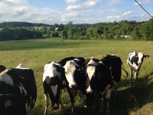 un grupo de vacas de pie en un campo en Auberge La Table d'Hôte en West Brome
