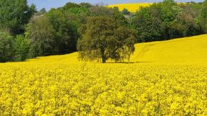 a yellow rapeseed field with a tree in the middle at Casa Rosa Cheltenham - luxury unit, free parking - 5 star in Cheltenham +12 photos